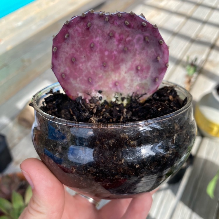 Plant image Opuntia gosseliniana var. 'Santa Rita'