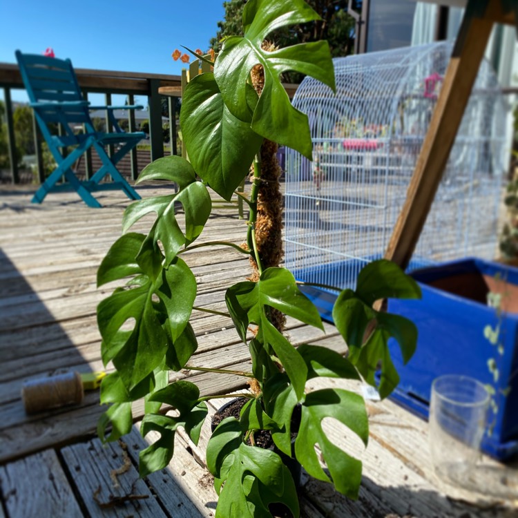 Plant image Raphidophora Tetrasperma