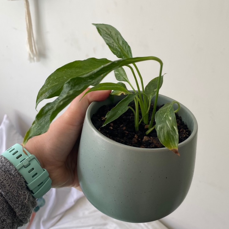 Plant image Spathiphyllum clevelandii