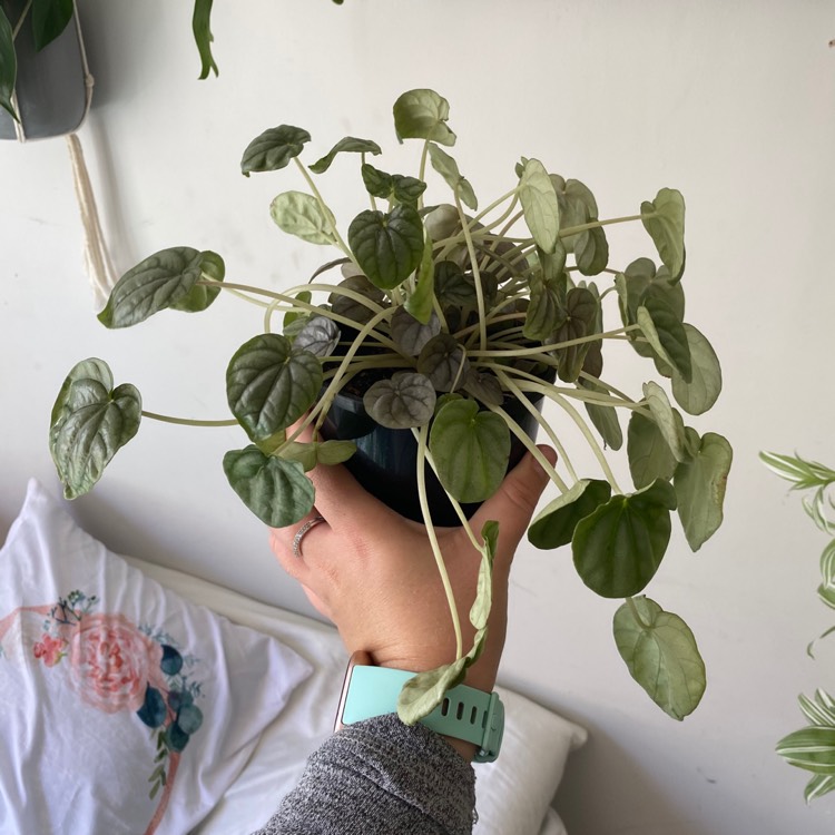 Plant image Peperomia caperata 'Emerald Ripple'