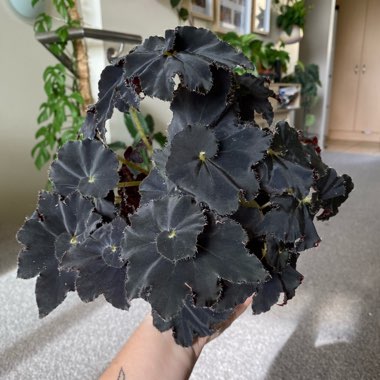 Rhizomatous Begonia 'Black Fang'