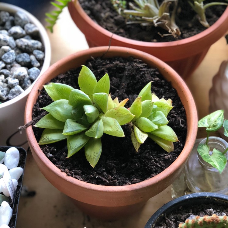 Plant image Haworthia magnifica var. Acuminata