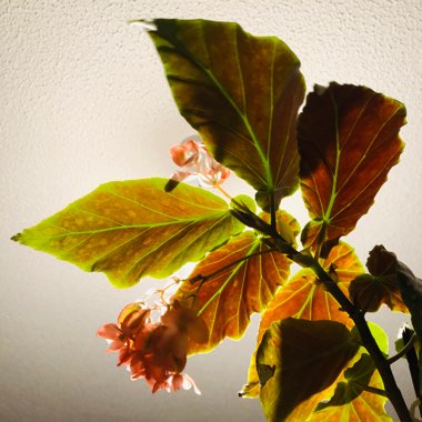 Begonia coccinea