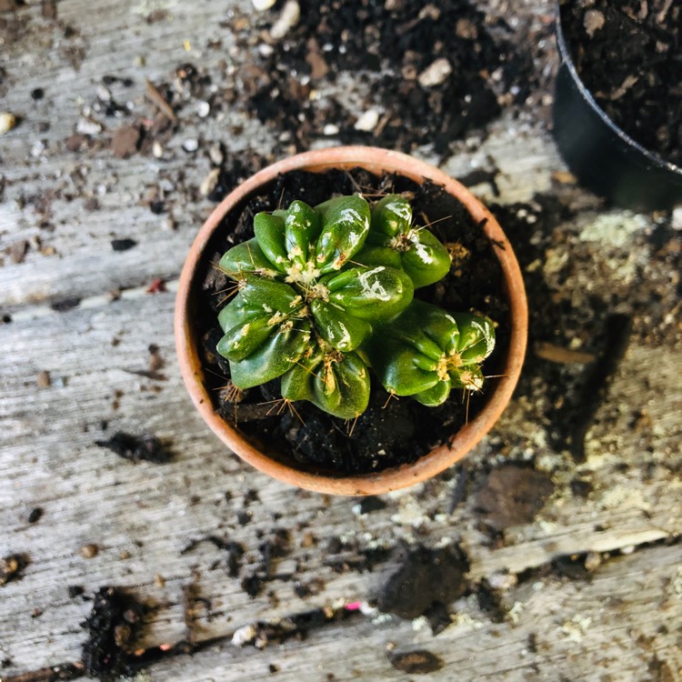 Plant image Cereus peruvianus 'Monstrosus'