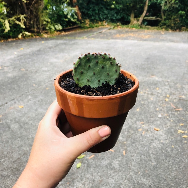 Plant image Opuntia gosseliniana var. 'Santa Rita'