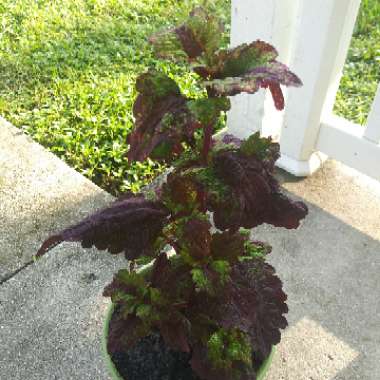 Solenostemon scutellarioides  syn. Plectranthus scutellarioides, Coleus scutellarioides, Coleus blumei