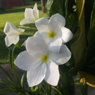 Plumeria pudica