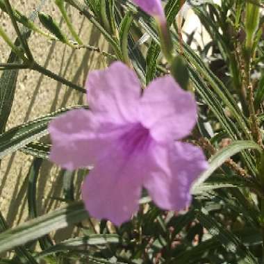 Ruellia simplex