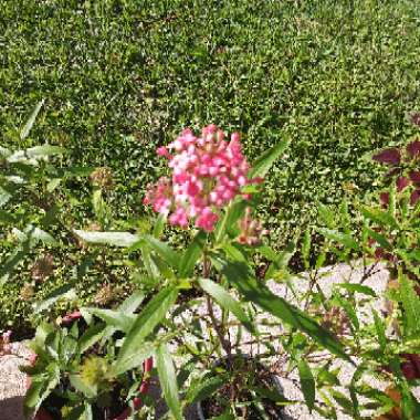 Rondeletia  Leucophylla