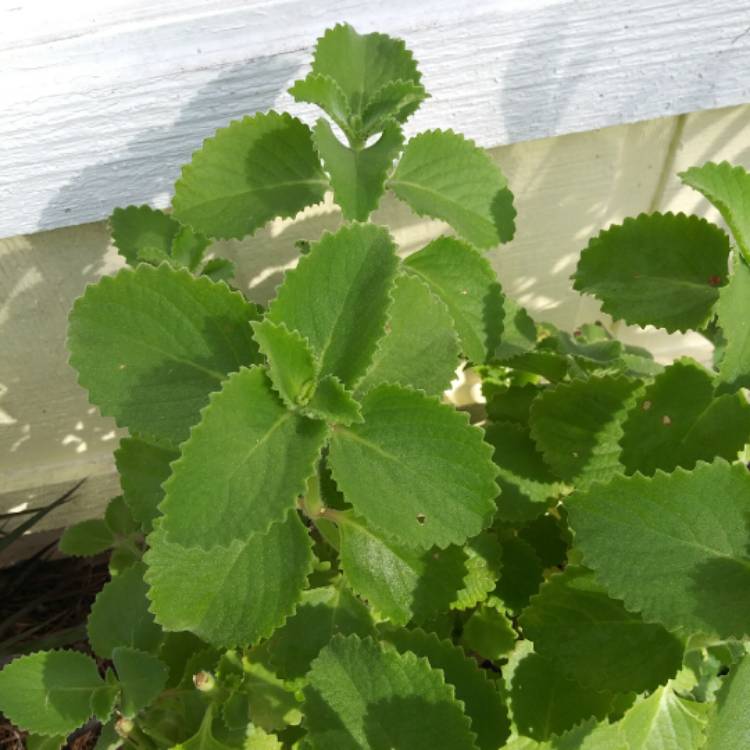 Plant image Coleus amboinicus  syn. Plectranthus amboinicus