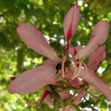 Bauhinia variegata