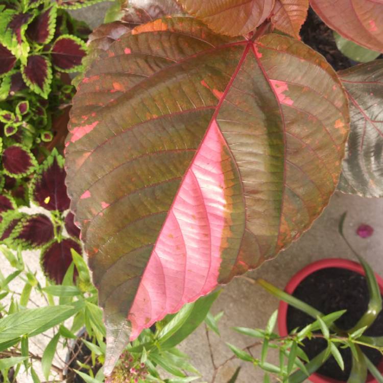 Plant image Acalypha