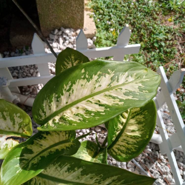 Plant image Dieffenbachia