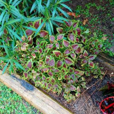 Solenostemon scutellarioides  syn. Plectranthus scutellarioides, Coleus scutellarioides, Coleus blumei