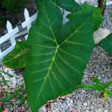 Colocasia esculenta  syn. Colocasia antiquorum