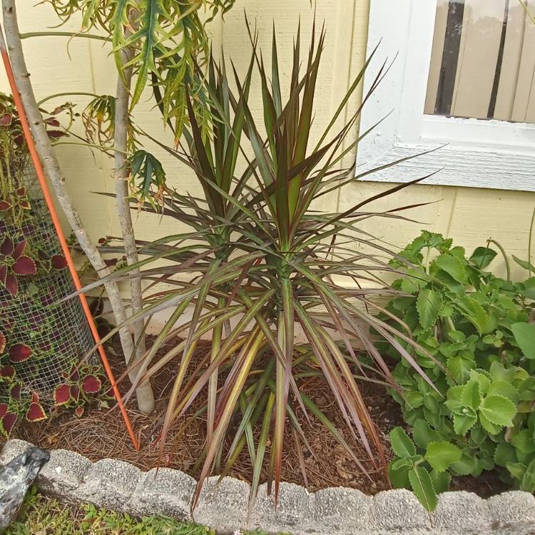 Plant image Dracaena