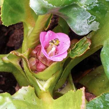 Bergenia cordifolia