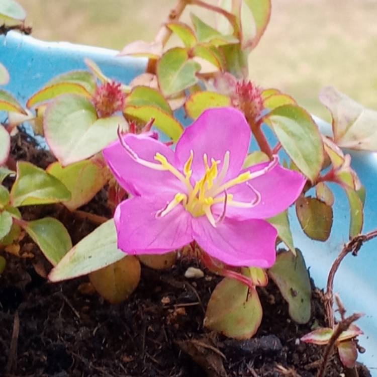 Plant image Centradenia floribunda