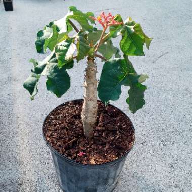 Jatropha Podagrica