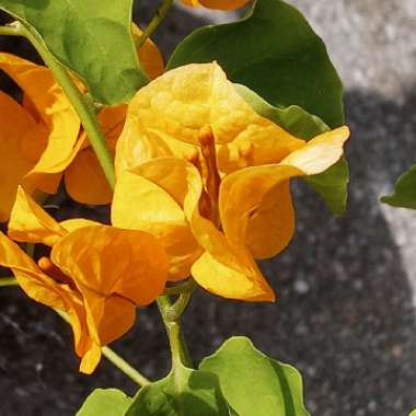 Bougainvillea