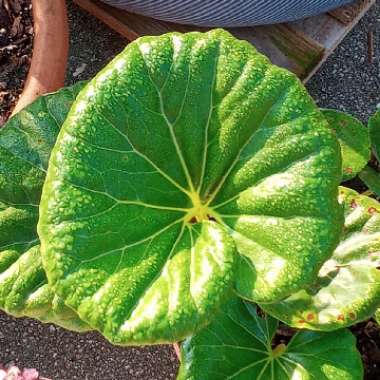 Farfugium japonicum syn.  Ligularia tussilaginea