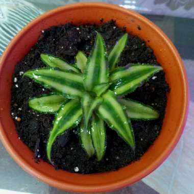 Cryptanthus Bivittatus