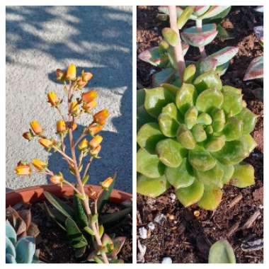 Echeveria 'Sleepy' Hybrid