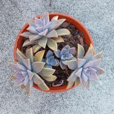 Graptopetalum Paraguayense subsp. Paraguayense