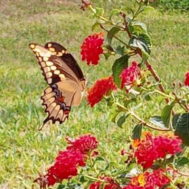 Lantana undulata