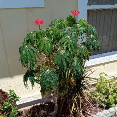 Jatropha multifida