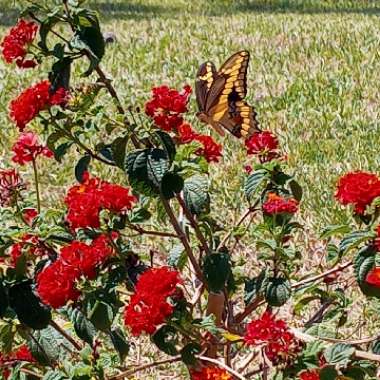 Lantana undulata