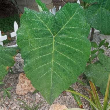 Colocasia esculenta  syn. Colocasia antiquorum