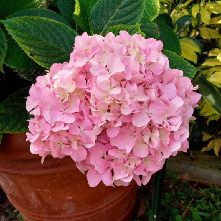 Plant image Hydrangea macrophylla 'Nikko Blue'