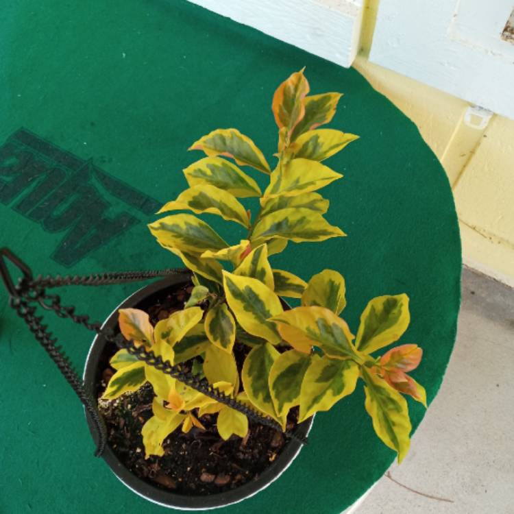 Plant image Pereskia aculeata variegated