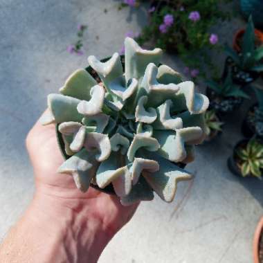 Echeveria Runyonii 