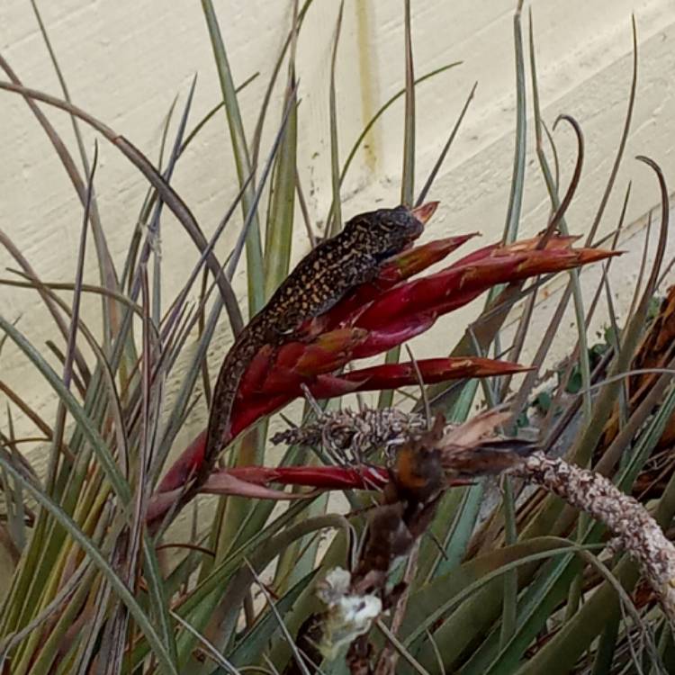 Plant image Tillandsia