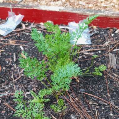 Daucus carota subsp. sativus