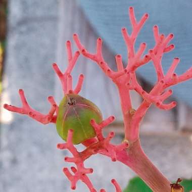 Jatropha Podagrica