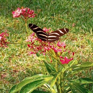 Jatropha Integerrima syn. Jatropha Pandurifolia ;. Jatropha hastata