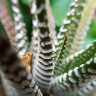 Haworthiopsis attenuata var. attenuata 'Striata' syn. Haworthia attenuata 'Striata'