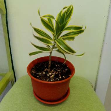 Dracaena Reflexa 'Variegata'