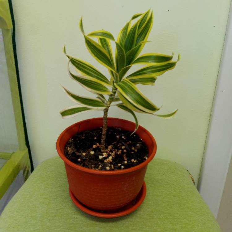 Plant image Dracaena Reflexa 'Variegata'