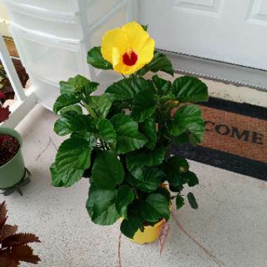 Hibiscus rosa-sinensis