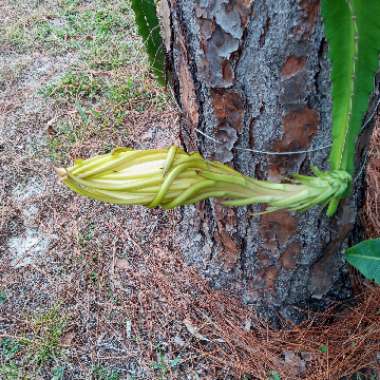 Hylocereus undatus