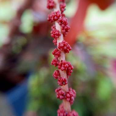 Acalypha