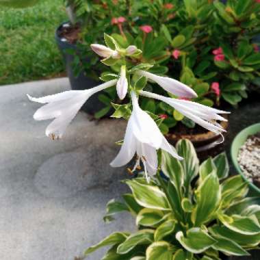 Hosta