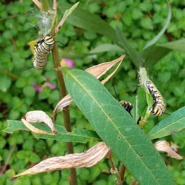 Asclepias curassavica