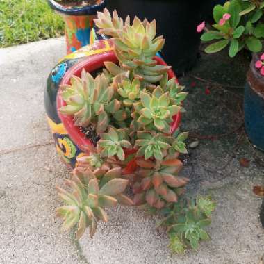 x Graptosedum California Sunset