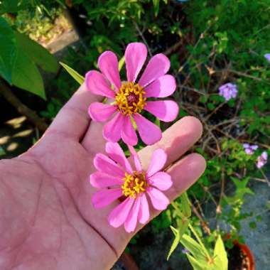 Zinnia elegans