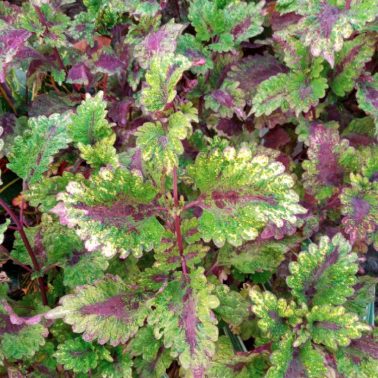 Plant image Solenostemon scutellarioides 'Florida Sun Rose' syn. Solenostemon scutellarioides 'FloridaSun Rose'